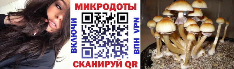 KRAKEN ТОР  Заринск  Галлюциногенные грибы мицелий 